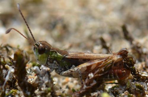 Myrmeleotettix maculatus maculatus